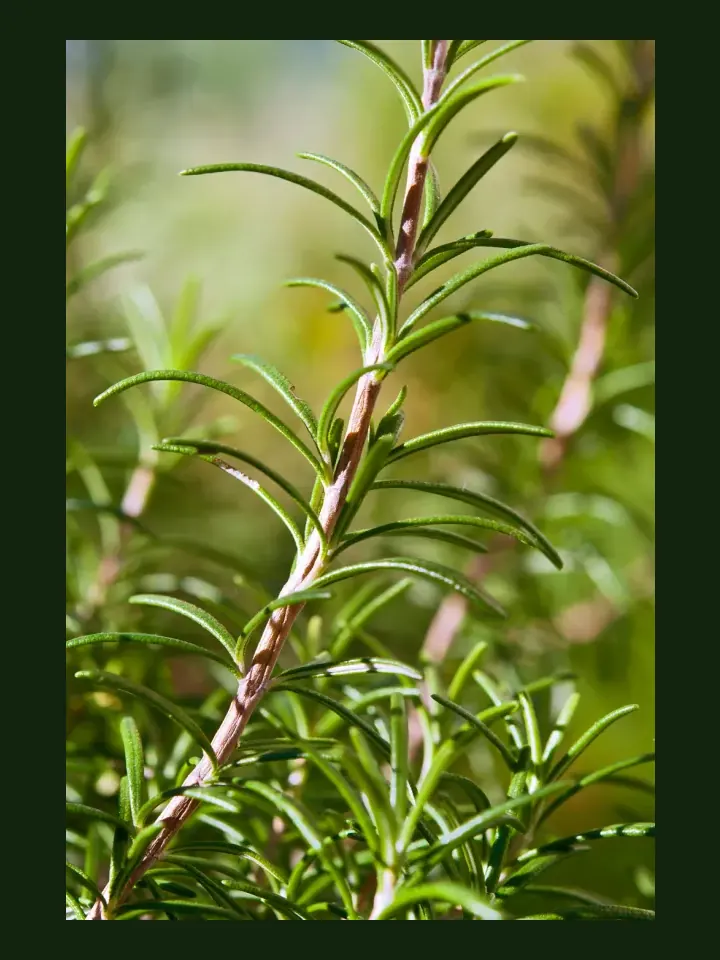 Rosemary real-world photo reference (Salvia rosmarinus)