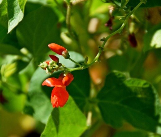 Runner Bean