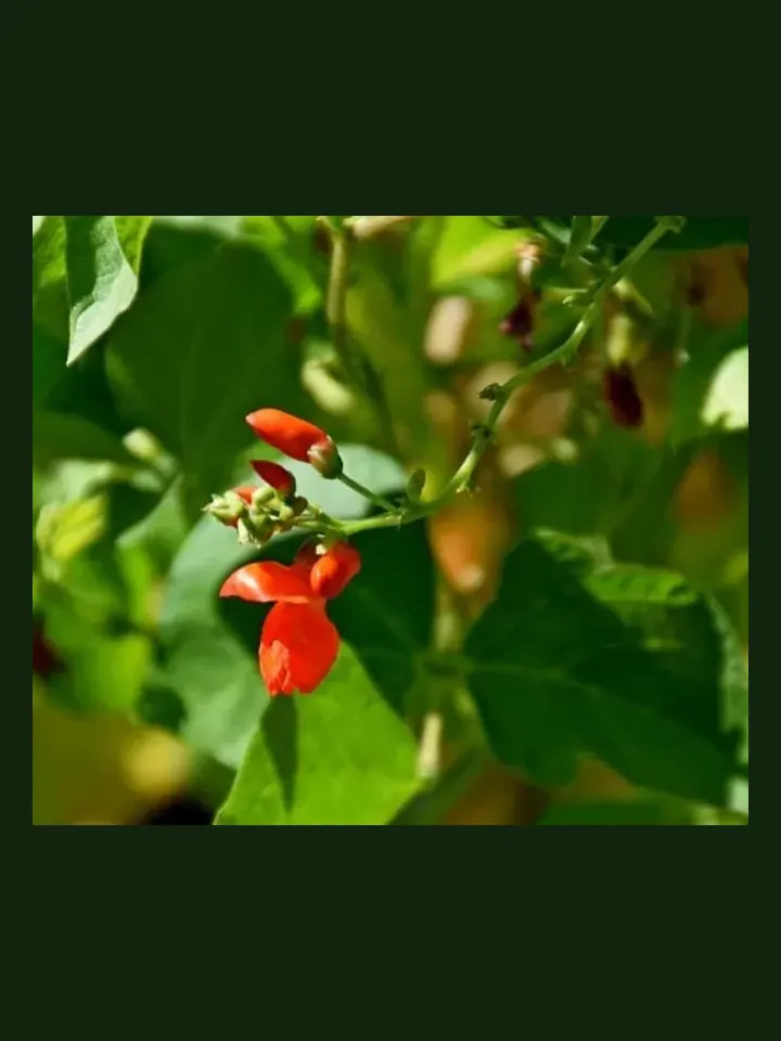 Runner Bean real-world photo reference (Phaseolus coccineus)