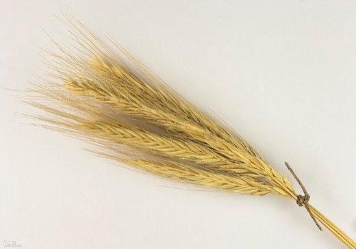 Rye (Secale cereale)