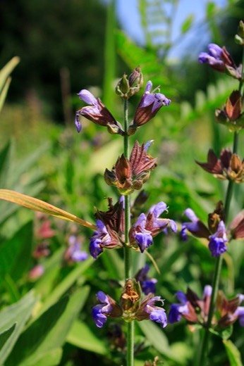 Sage (Salvia officinalis)