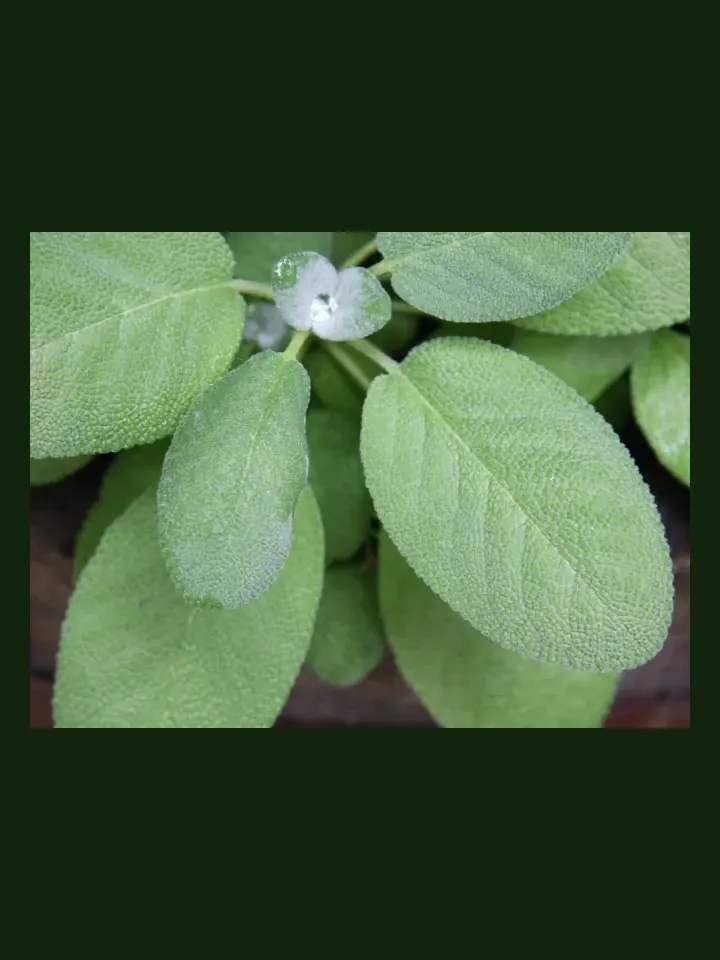 Sage real-world photo reference (Salvia officinalis)