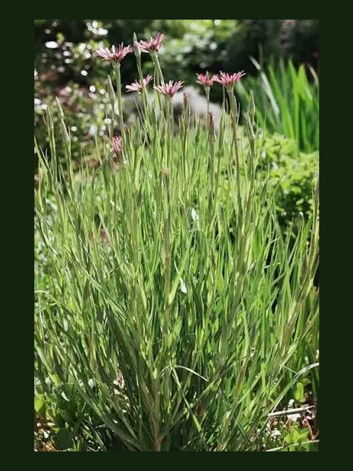 Salsify real-world photo reference (Tragopogon porrifolius)
