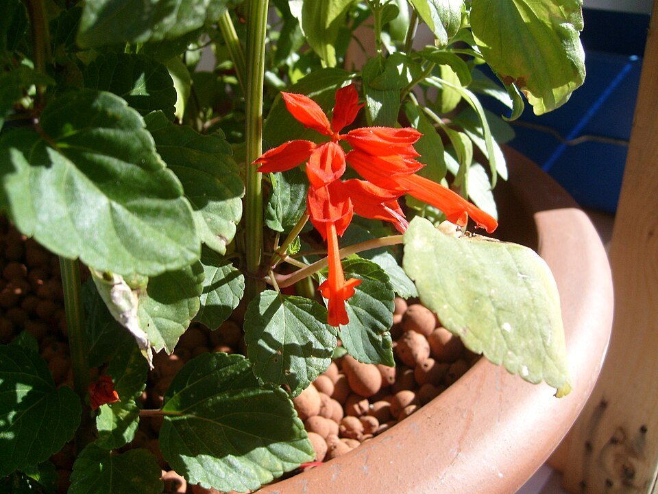 Salvia (Salvia spp.)