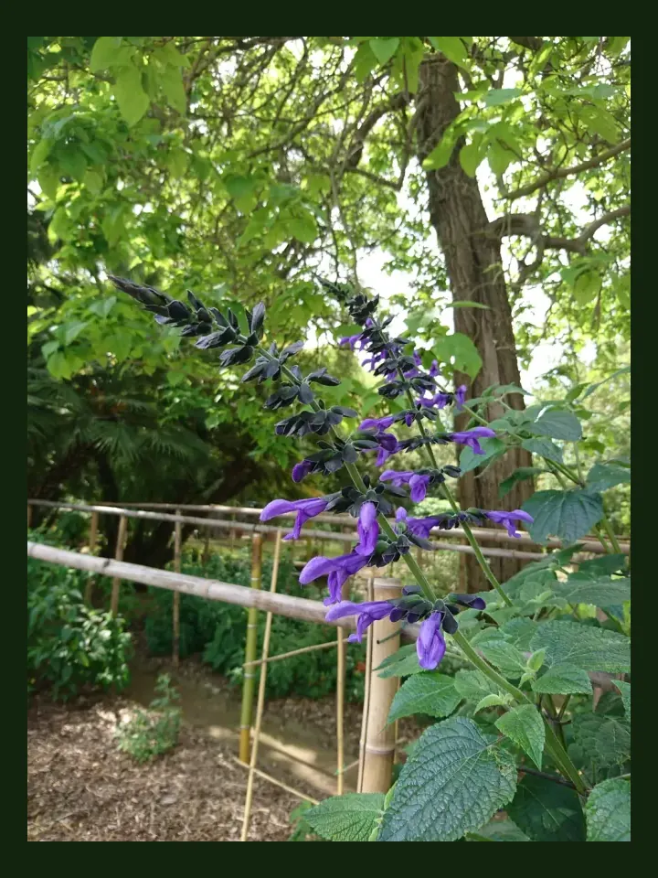 Salvia real-world photo reference (Salvia spp.)
