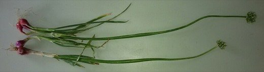 Shallot (Allium cepa aggregatum)