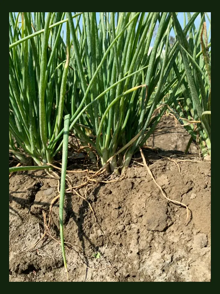 Shallot real-world photo reference (Allium cepa aggregatum)