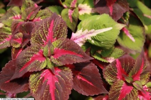 Shiso