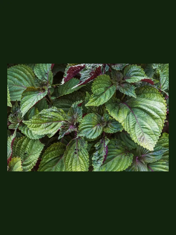 Shiso real-world photo reference (Perilla frutescens)