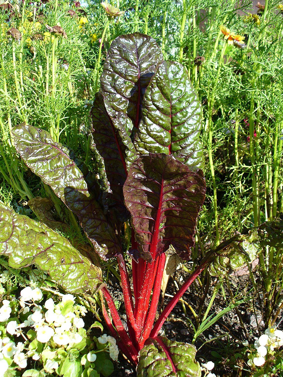 Silverbeet (Beta vulgaris subsp. vulgaris)