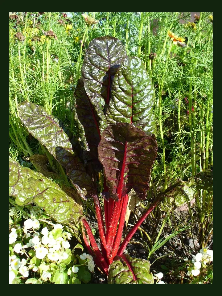 Silverbeet real-world photo reference (Beta vulgaris subsp. vulgaris)