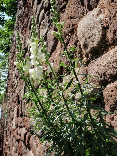 Snapdragon