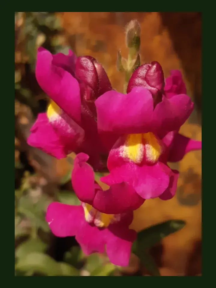 Snapdragon real-world photo reference (Antirrhinum majus)