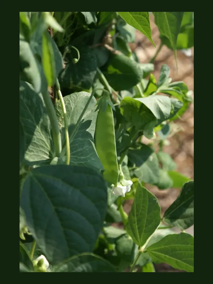 Snow Pea real-world photo reference (Pisum sativum var. saccharatum)
