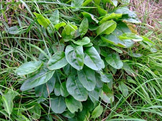 Sorrel