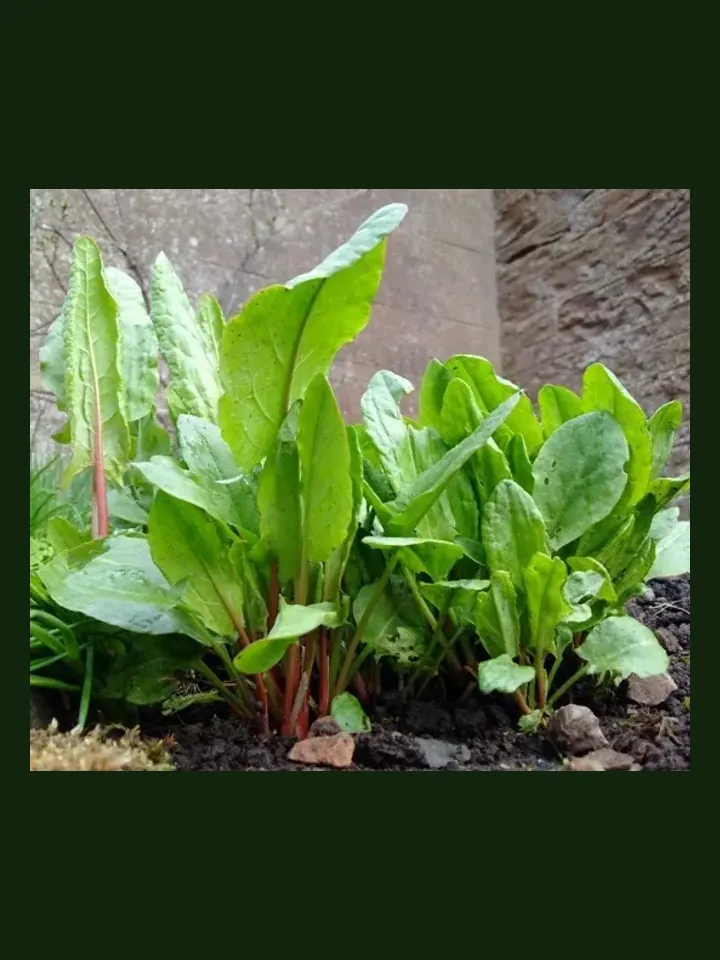Sorrel real-world photo reference (Rumex acetosa)