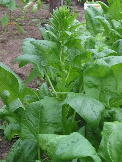 Spinach (Spinacia oleracea)