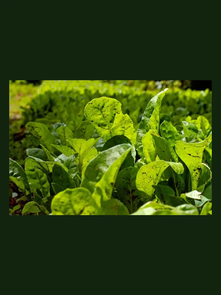Spinach real-world photo reference (Spinacia oleracea)