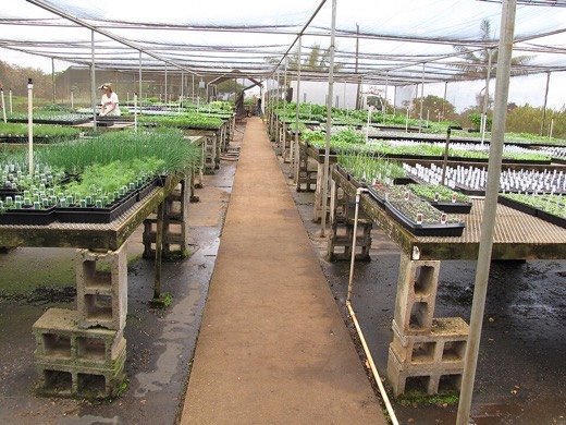 Spring Onion (Allium fistulosum)