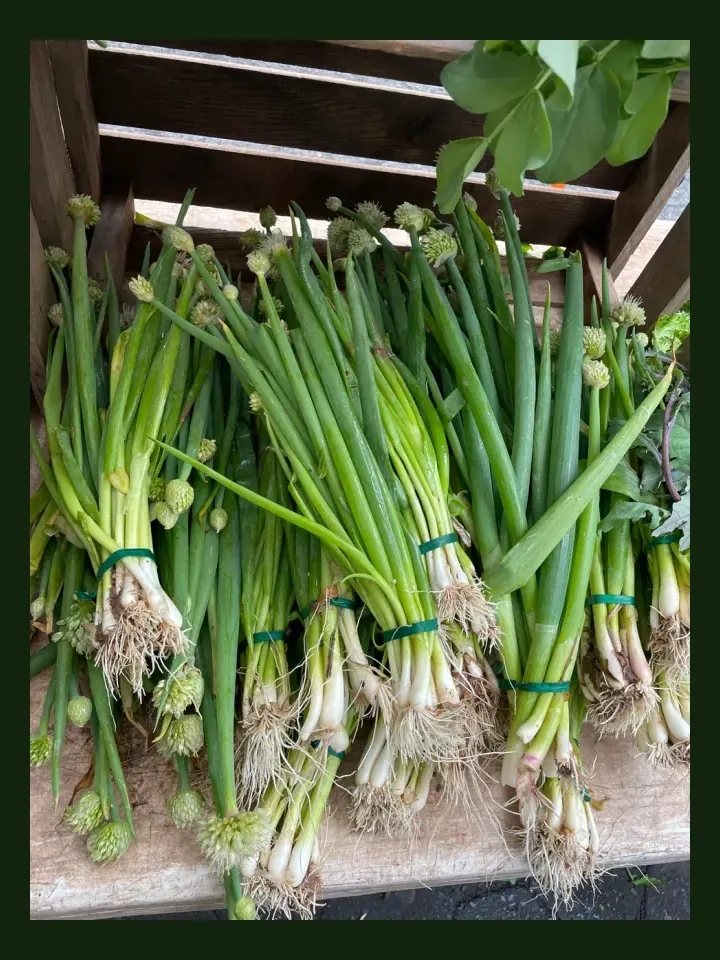 Spring Onion real-world photo reference (Allium fistulosum)