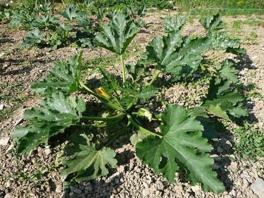 Squash, Summer (Cucurbita pepo)