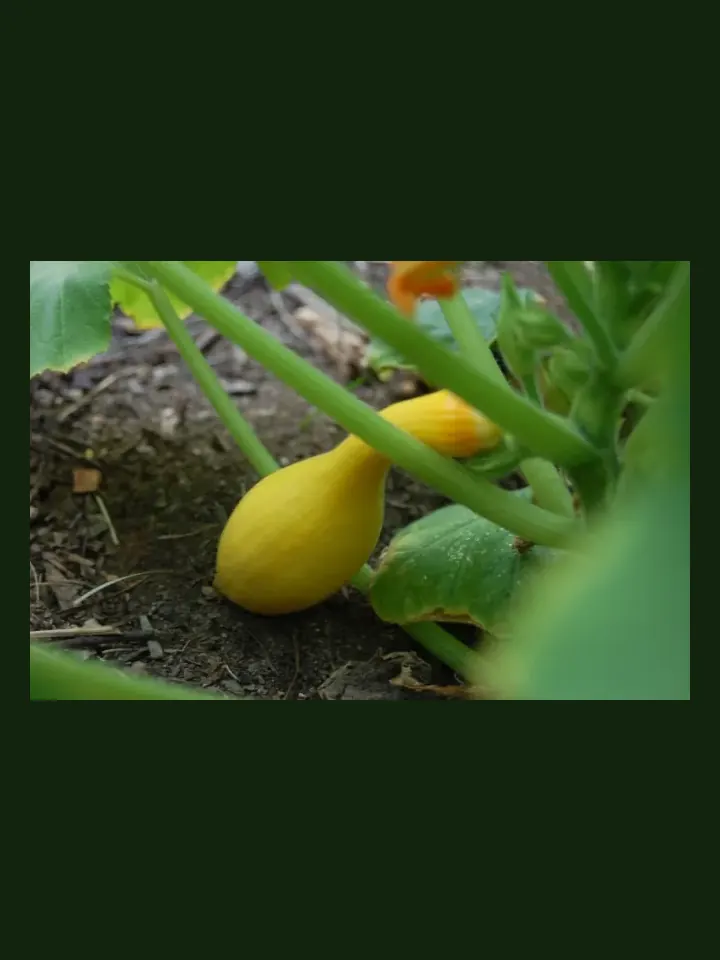 Squash, Summer real-world photo reference (Cucurbita pepo)