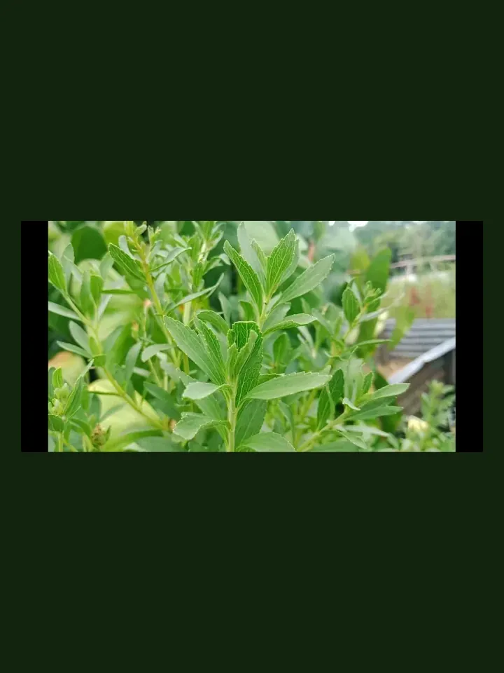 Stevia real-world photo reference (Stevia rebaudiana)