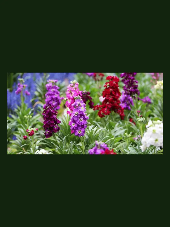 Stock real-world photo reference (Matthiola incana)