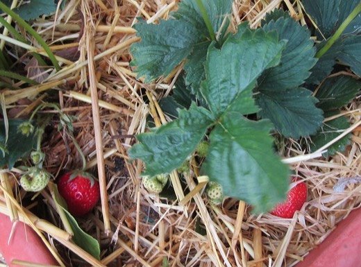 Strawberry (Fragaria × ananassa)