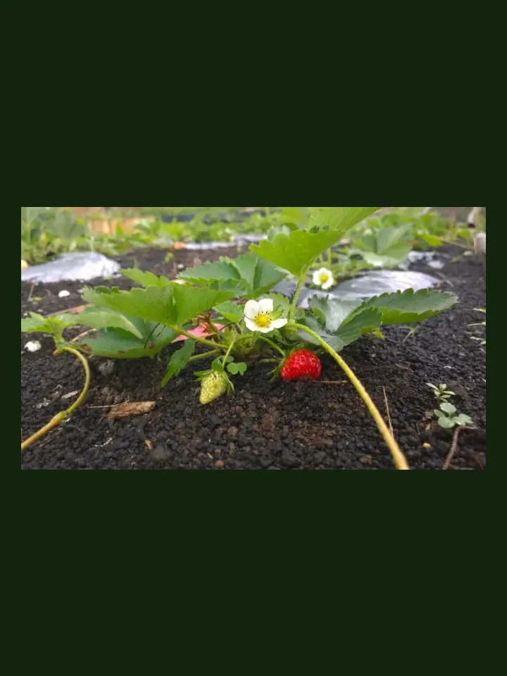 Strawberry real-world photo reference (Fragaria × ananassa)