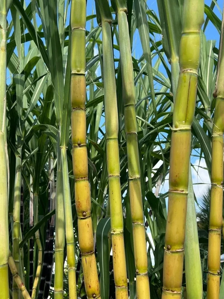 Sugar Cane real-world photo reference (Saccharum officinarum)