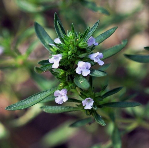 Summer Savory