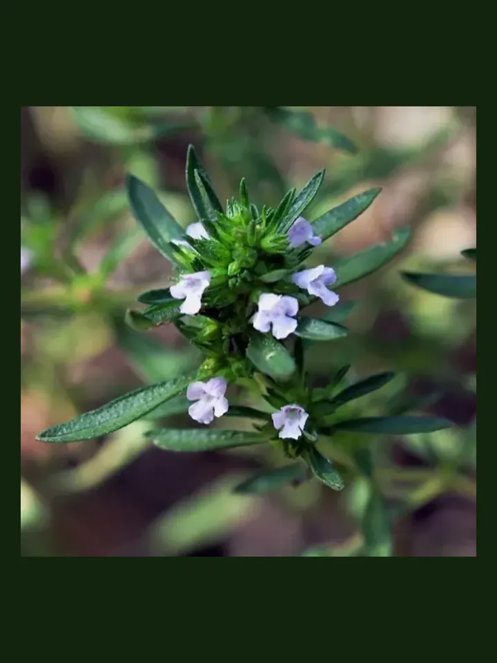 Summer Savory real-world photo reference (Satureja hortensis)
