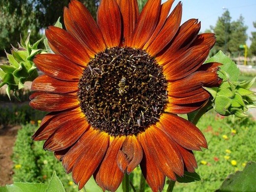 Sunflower (Helianthus annuus)