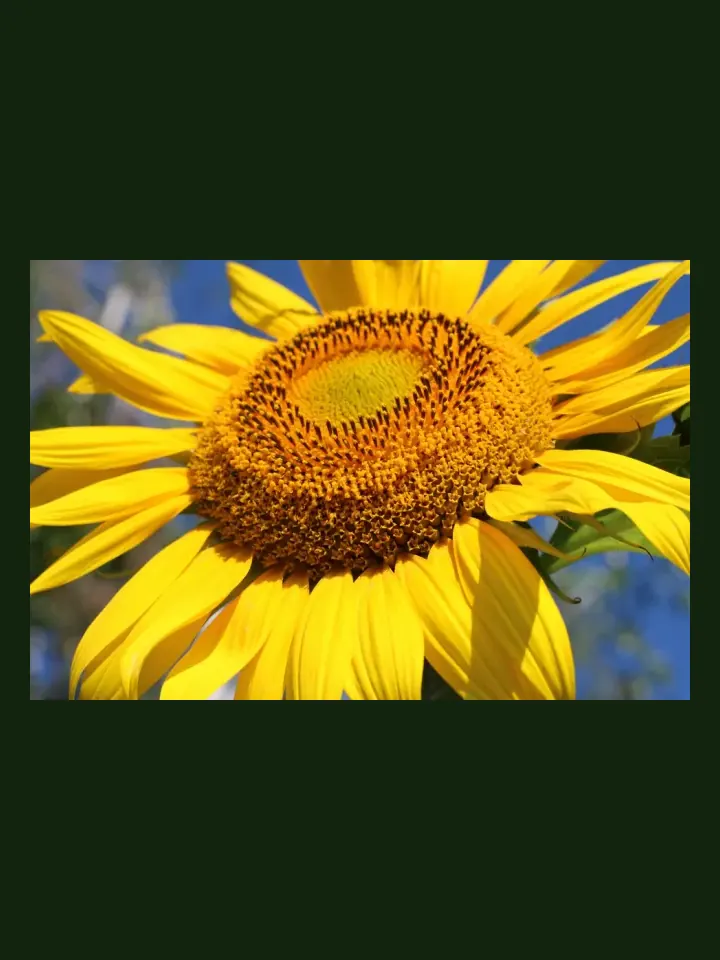 Sunflower real-world photo reference (Helianthus annuus)