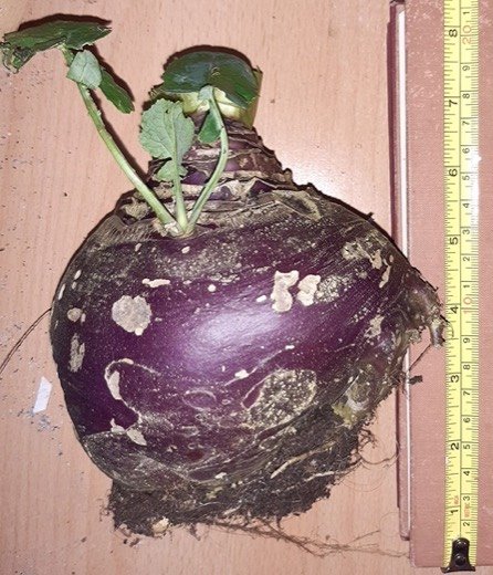 Swede (Brassica napus napobrassica)