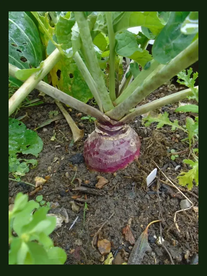 Swede real-world photo reference (Brassica napus napobrassica)