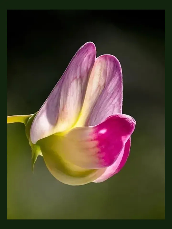 Sweet Pea real-world photo reference (Lathyrus odoratus)