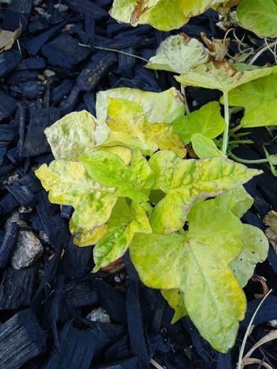 Sweet Potato (Ipomoea batatas)