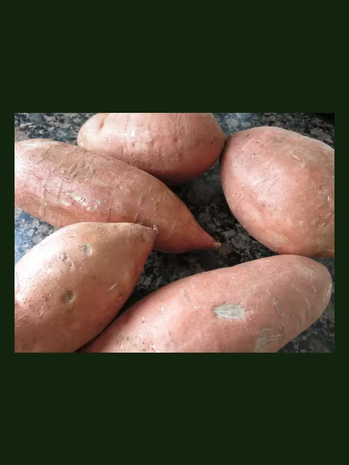 Sweet Potato real-world photo reference (Ipomoea batatas)
