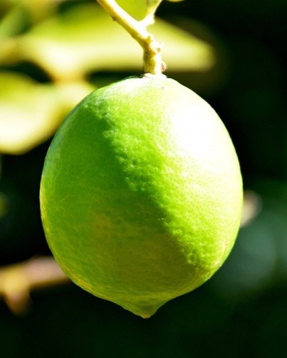 Tahitian Lime