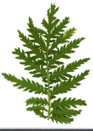Tansy