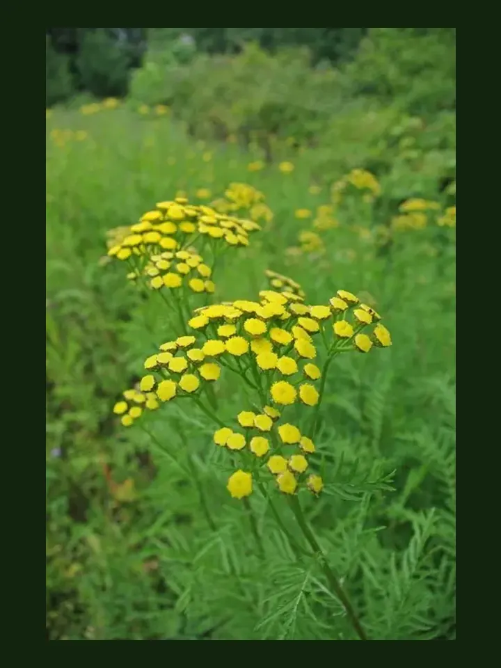 Tansy real-world photo reference (Tanacetum vulgare)