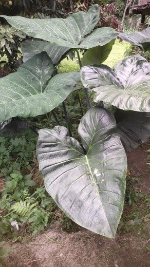 Taro