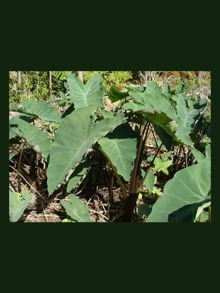 Taro real-world photo reference (Colocasia esculenta)