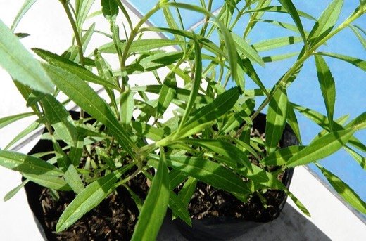 Tarragon (Artemisia dracunculus var. sativa)