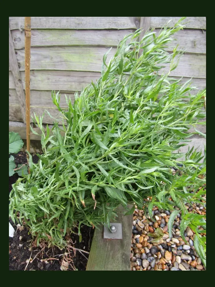 Tarragon real-world photo reference (Artemisia dracunculus var. sativa)