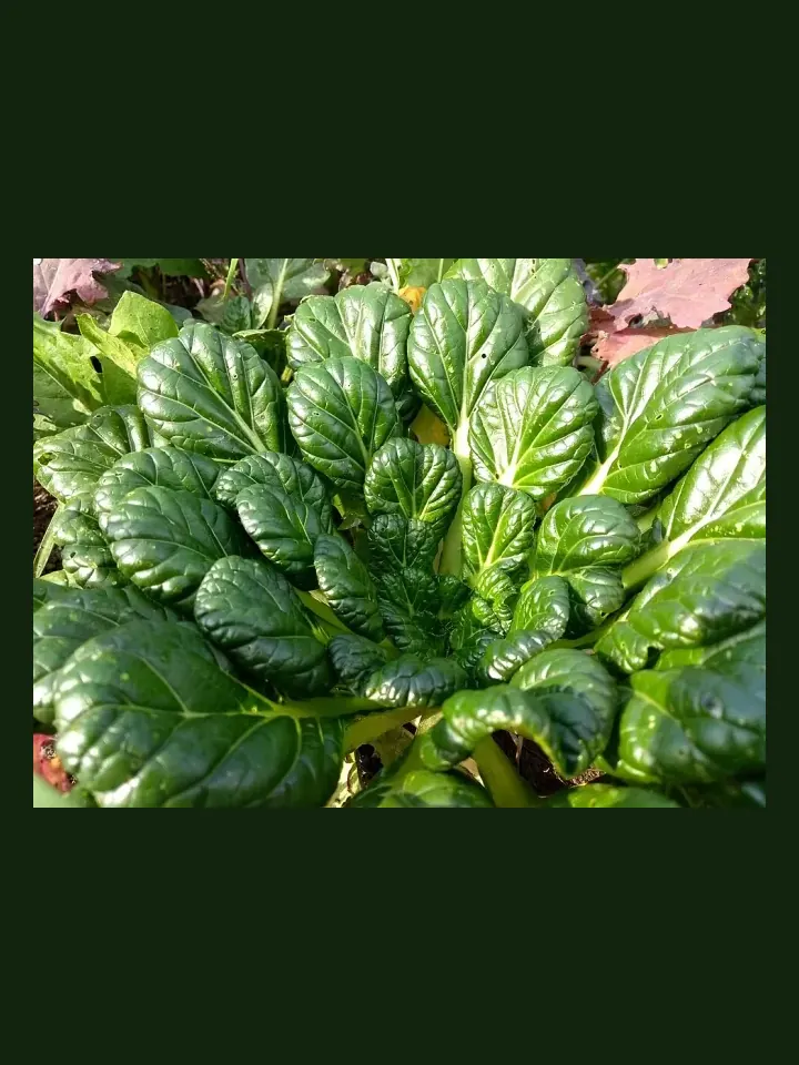 Tatsoi real-world photo reference (Brassica rapa subsp. narinosa)
