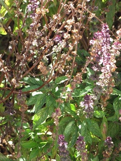 Thai Basil
