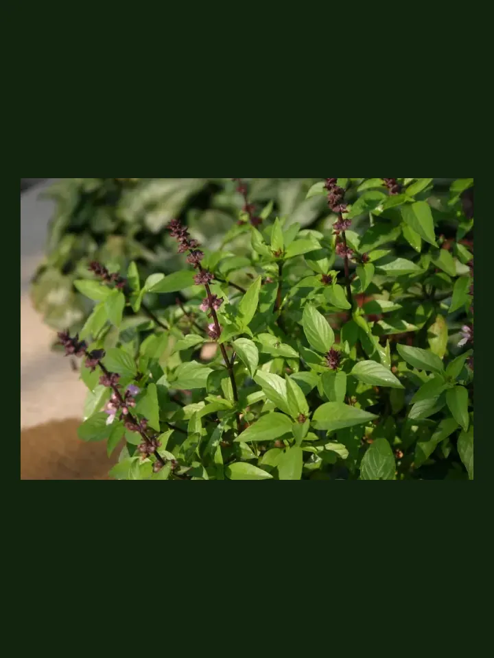 Thai Basil real-world photo reference (Ocimum basilicum var. thyrsiflora)